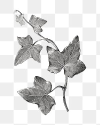 Ivy plant png vintage illustration, black and white design on transparent background