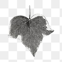 Ivy leaf png vintage illustration, black and white design on transparent background