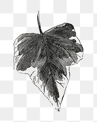 Ivy leaf png vintage illustration, black and white design on transparent background