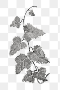 Leaf png vintage illustration, black and white design on white background