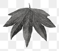  Digitata leaf png vintage sticker, transparent background