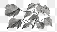 Ivy plant png vintage illustration, black and white design on transparent background