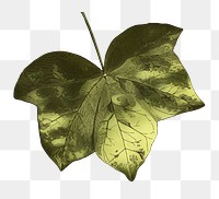  Maculata leaf png vintage sticker, transparent background