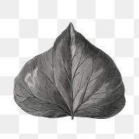 Leaf png vintage illustration, black and white design on transparent background