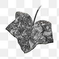 Ivy leaf png vintage illustration, black and white design on transparent background