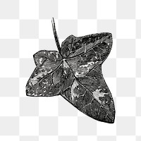 Ivy leaf png vintage illustration, black and white design on transparent background