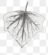  Chrysophila leaf png vintage sticker, transparent background