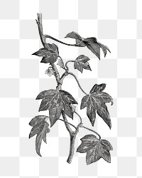 Ivy plant png vintage illustration, black and white design on transparent background