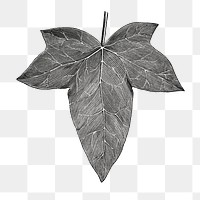  Lobata Major leaf png vintage sticker, transparent background