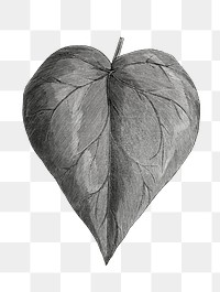 Leaf png vintage illustration, black and white design on transparent background