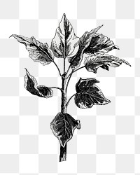 Plant png vintage illustration, black and white design on transparent background