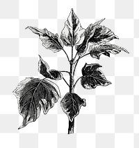 Argentea minor leaf png vintage botanical, transparent background