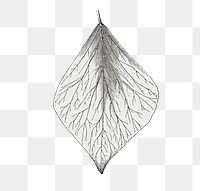  Aurea leaf png vintage sticker, transparent background
