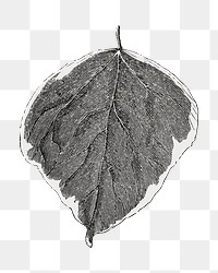 Leaf png vintage illustration, black and white design on transparent background