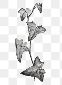 Sagittifolia leaves png, vintage botanical, transparent background