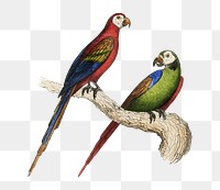 Scarlet & Green Macaw png, vintage animal, transparent background