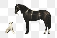 Animal png illustration, horse and dog on transparent background