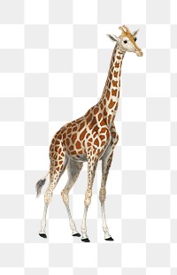 Vintage giraffe png animal sticker, transparent background