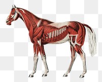 Horse anatomy png vintage illustration on transparent background