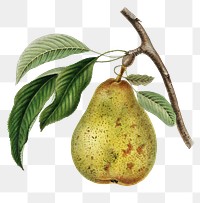 Green pear png vintage sticker, transparent background 
