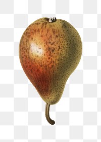 Pear png vintage illustration, transparent background