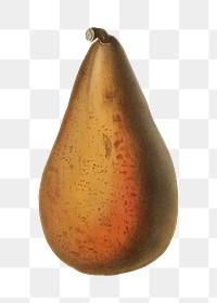 Pear png vintage illustration, transparent background