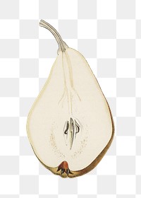 Pear png vintage illustration, transparent background