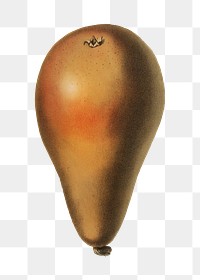 Pear png vintage illustration, transparent background