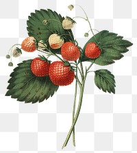 The Boston Pine Strawberry png, vintage botanical, transparent background