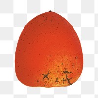 Vintage png persimmons illustration on transparent background