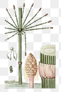 Antique plant png illustration, transparent background