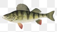  Barred perch  png vintage sticker, transparent background 