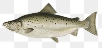 Male landlocked salmon png vintage sticker, transparent background 