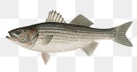 Striped bass png vintage sticker, transparent background 