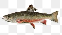 Male brook trout  png vintage sticker, transparent background 