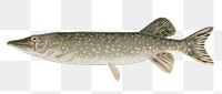 Pike fish png vintage sticker, transparent background 