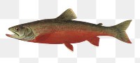 Canadian red trout png vintage sticker, transparent background 