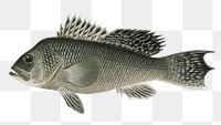 Sea Bass  png vintage sticker, transparent background 