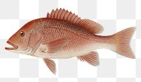 Red Snapper  png vintage sticker, transparent background 