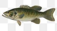 Black Bass png vintage sticker, transparent background 