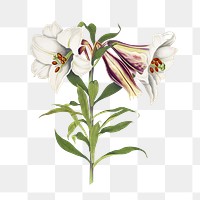 Vintage lily flower  png, transparent background 