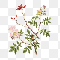 Dog rose flower  png, transparent background 