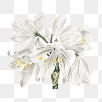 Cape&ndash;coast lily flower png, transparent background 