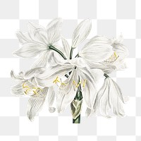 Cape–coast lily flower png, transparent background 