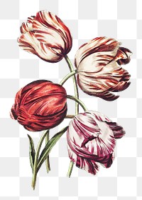 Colorful  tulip flowers png, transparent background 