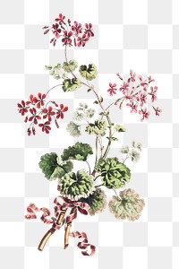 Scarlet flowers png, vintage transparent background