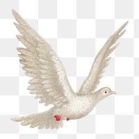 Flying dove png, vintage bird illustration, transparent background. Remixed by rawpixel.