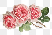 French rose png, vintage flower illustration by Paul de Longpre, transparent background. Remixed by rawpixel.