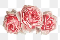 French rose png, vintage flower illustration by Paul de Longpre, transparent background. Remixed by rawpixel.