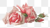 French rose png, vintage flower illustration by Paul de Longpre, transparent background. Remixed by rawpixel.